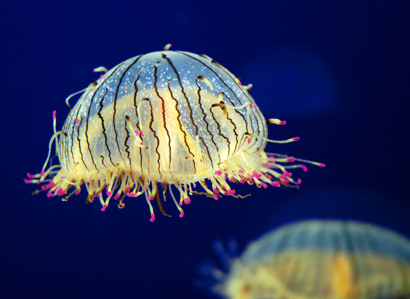 Медуза Цветочная Шляпка животные, красота, океан