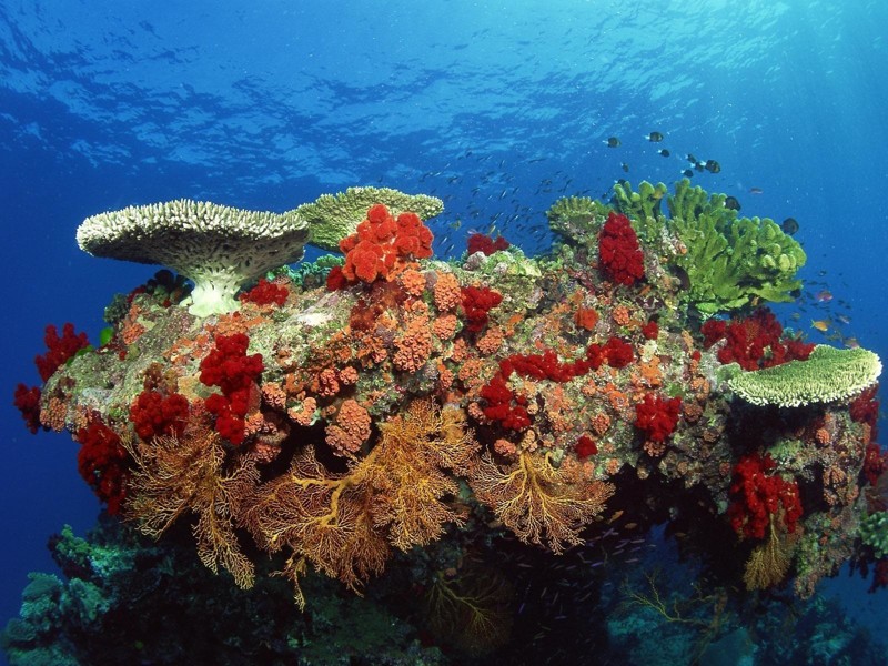 Кораллы животные, красота, океан