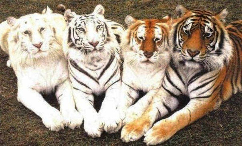 Четыре тигра на одном фото: альбинос, белый, золотой и бенгальский в мире, красота, природа, фотография