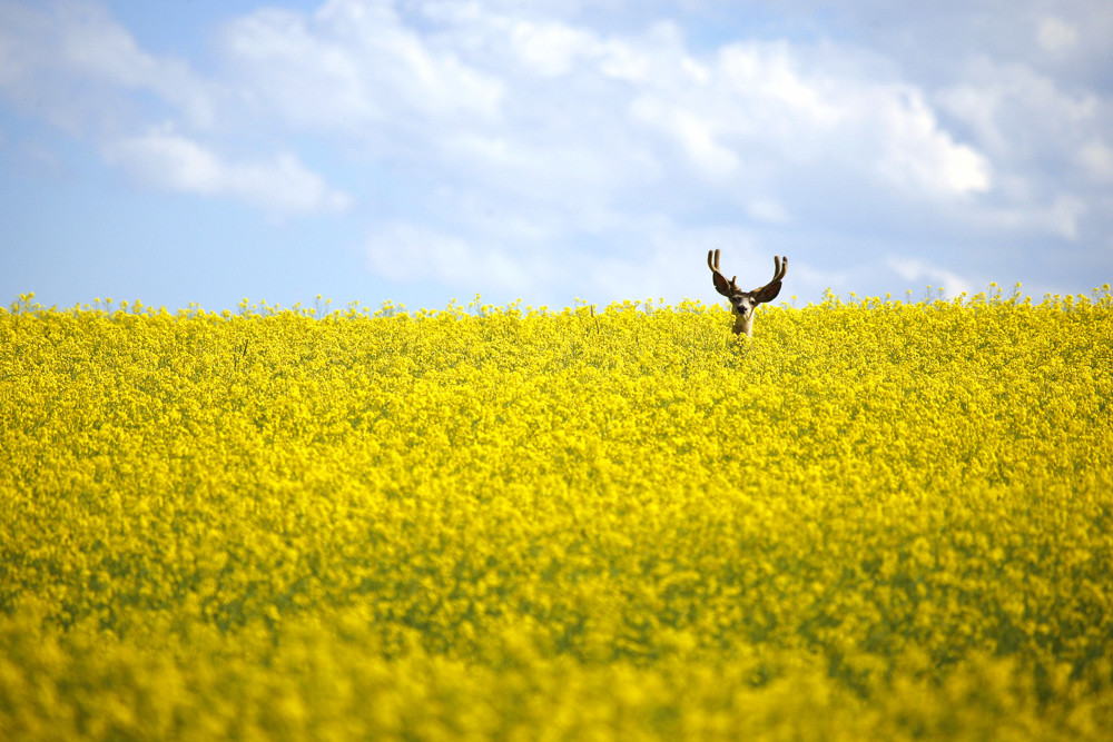 Олень в поле цветущего рапса к северу от города Кремона в Канаде в мире, красота, природа, фотография