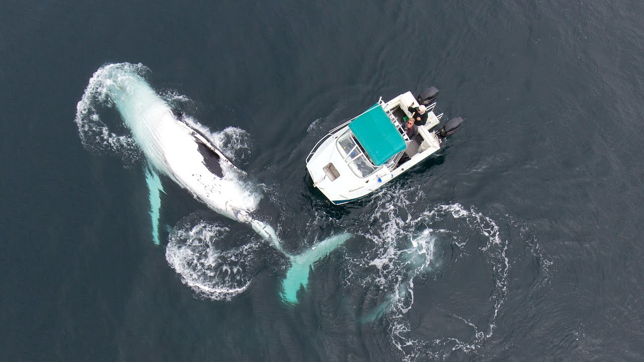 Горбатый кит и лодка в мире, красота, природа, фотография