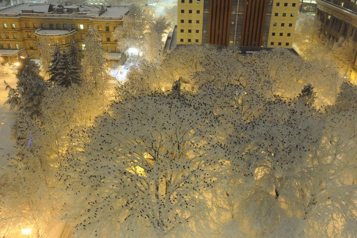 Тысячи ворон на верхушках заснеженных деревьев в центре Портленда в мире, красота, природа, фотография