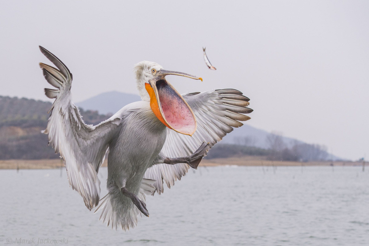 Кудрявый пеликан (Pelecanus crispus) ловит рыбу, брошенную рыбаком в мире, красота, природа, фотография