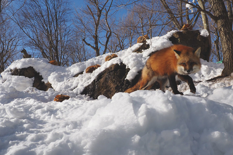  Самое пушистое место на Земле: деревня лис в Японии животные, лиса, япония