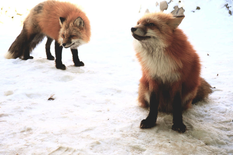  Самое пушистое место на Земле: деревня лис в Японии животные, лиса, япония