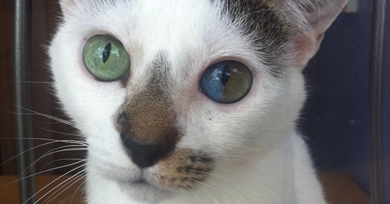 Кот с частичной гетерохромией  гетерохромия, глаза, мутация, цвет