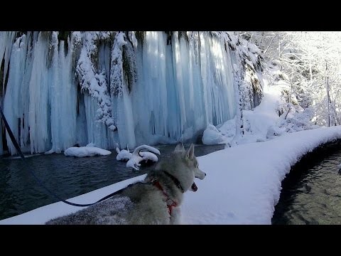 Прогулка с хаски в красивейшем парке "плитвицкие озёра" Прогулка с хаски в красивейшем парке "плитвицкие озёра"