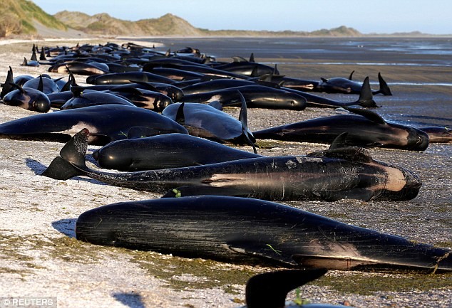 В феврале 2015 года на побережье этой же бухты выбросились почти 200 гринд, более 60 из них были возвращены в море   гринды, животные, кит, самоубийство