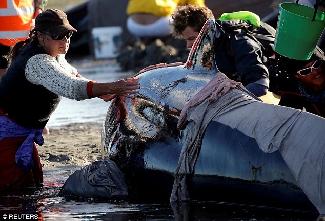 Этот случай массового самоубийства гринд стал одним из самых масштабных за всю историю наблюдений гринды, животные, кит, самоубийство