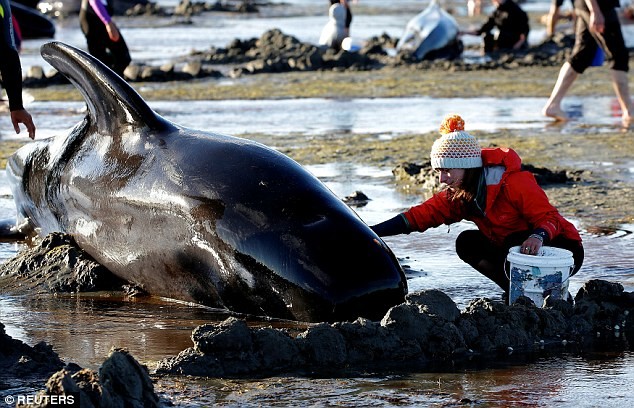 Несмотря на своевременное реагирование волонтеров и спасателей, более 300 млекопитающих погибли  гринды, животные, кит, самоубийство