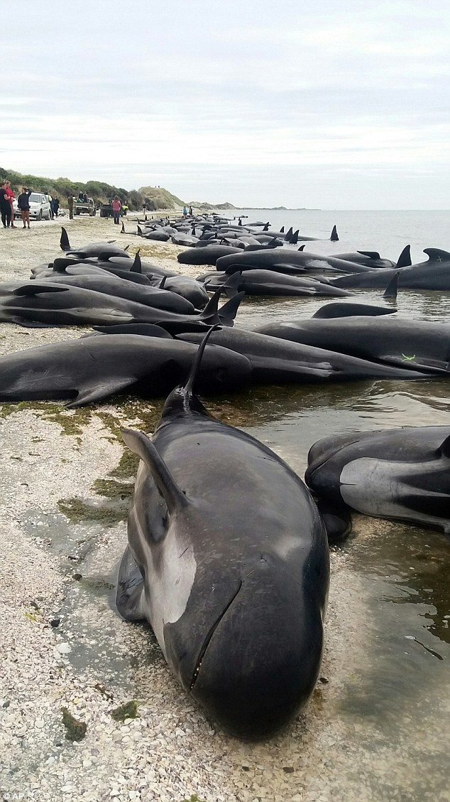 Самое масштабное самоубийство китов случилось в Новой Зеландии в 1918 году гринды, животные, кит, самоубийство