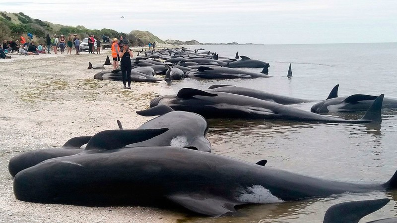 416 китов выбросились на побережье острова Южный, Новая Зеландия  гринды, животные, кит, самоубийство