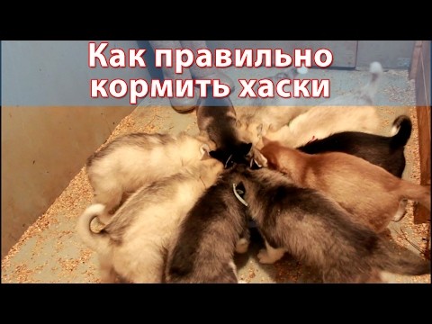 Как правильно кормить хаски Как правильно кормить хаски