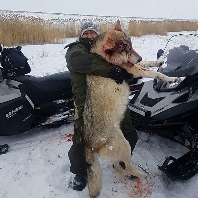В Алексеевском районе Татарстана волки вошли в деревню и погрызли собак В Алексеевском районе Татарстана волки вошли в деревню и погрызли собак