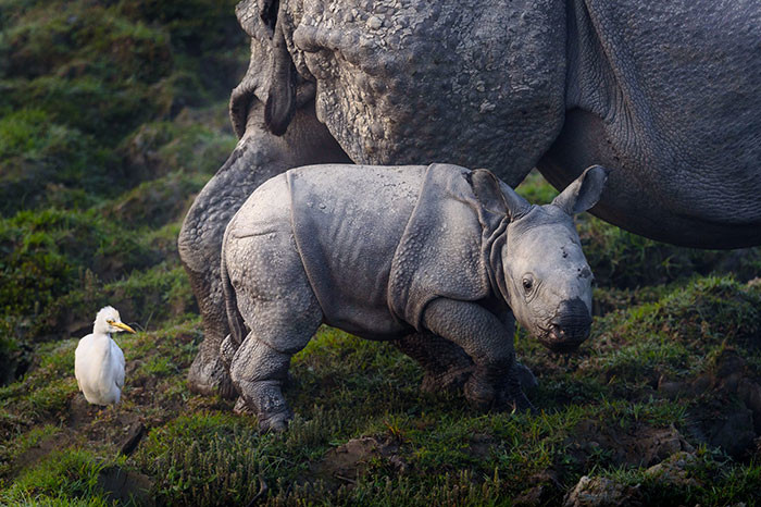 В национальном парке отстреливают людей, чтобы сберечь носорогов Браконьеры, носороги, охрана, стрельба на поражение