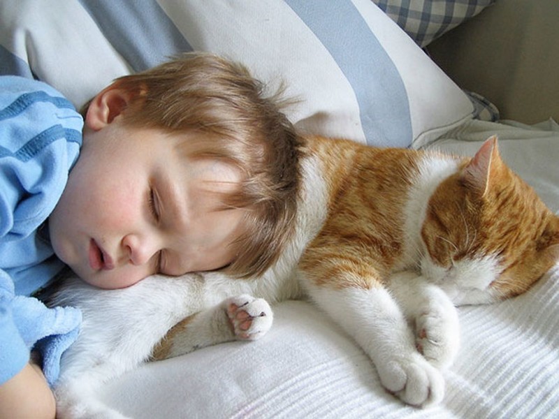 Для чего кошки ложатся спать с хозяевами? домашние животные, кошки