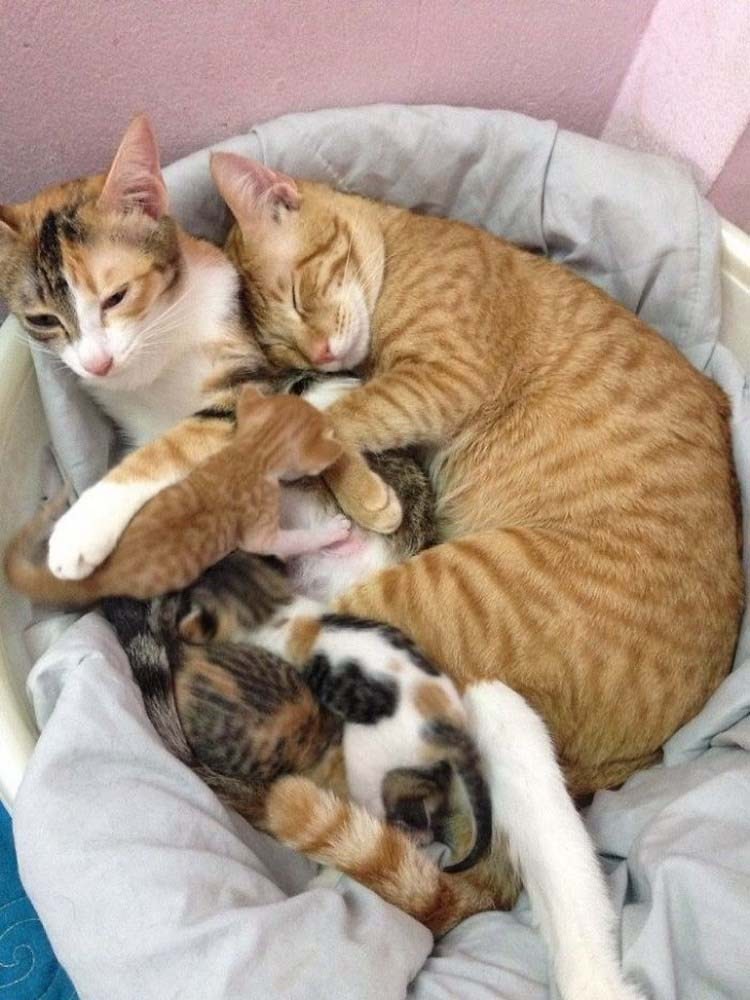 http://cdn.fishki.net/upload/post/2017/02/26/2227982/1-father-cat-supports-mom-cat-giving-birth-wins-everyones-hearts-vinegret-1.jpg
