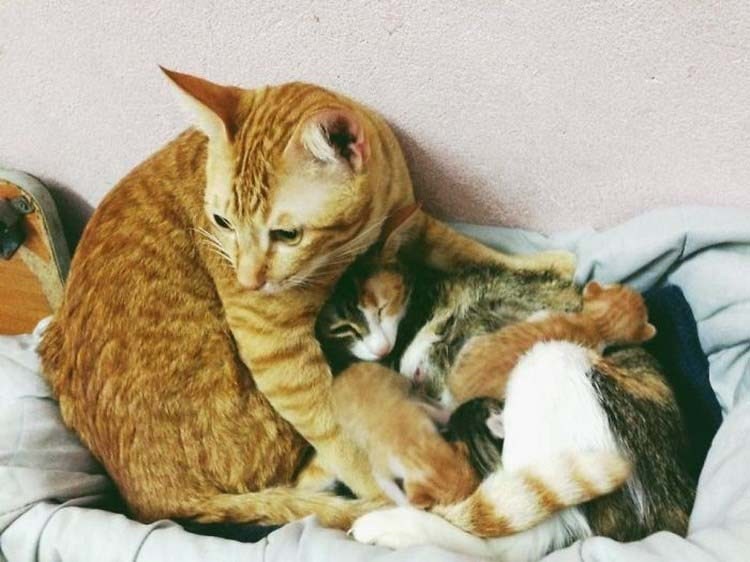 http://cdn.fishki.net/upload/post/2017/02/26/2227982/father-cat-supports-mom-cat-giving-birth-wins-everyones-hearts-vinegret-10.jpg