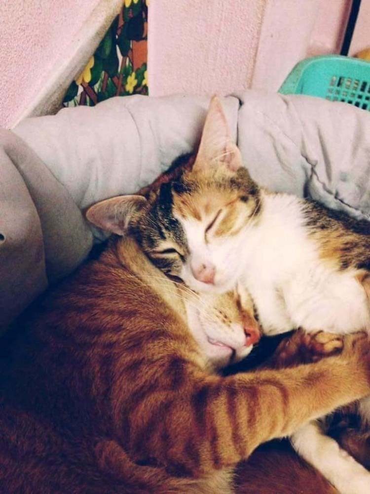 http://cdn.fishki.net/upload/post/2017/02/26/2227982/father-cat-supports-mom-cat-giving-birth-wins-everyones-hearts-vinegret-4.jpg