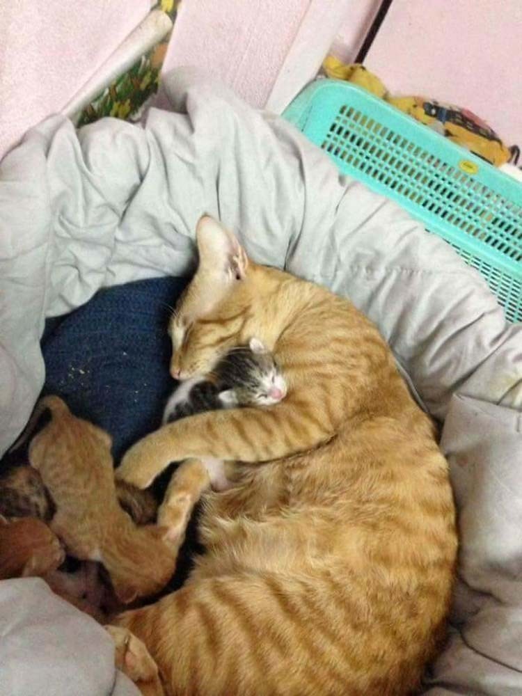 http://cdn.fishki.net/upload/post/2017/02/26/2227982/father-cat-supports-mom-cat-giving-birth-wins-everyones-hearts-vinegret-6.jpg