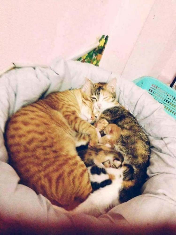 http://cdn.fishki.net/upload/post/2017/02/26/2227982/father-cat-supports-mom-cat-giving-birth-wins-everyones-hearts-vinegret-9.jpg