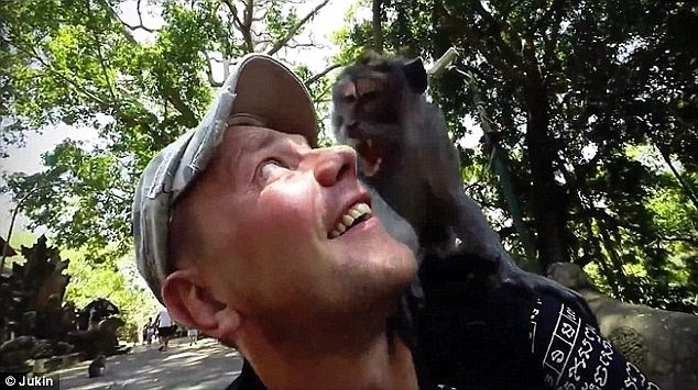 13. Кажется, этот безбашенный турист даже рад тому, что на его плечо залезла бешеная обезьяна животные, неожиданности, человек и животное