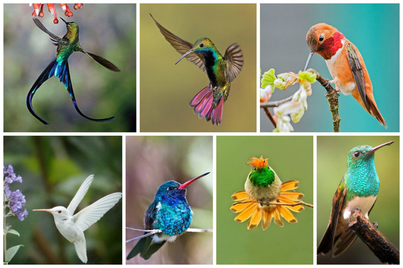 Всего на Земле живет около 300 видов колибри