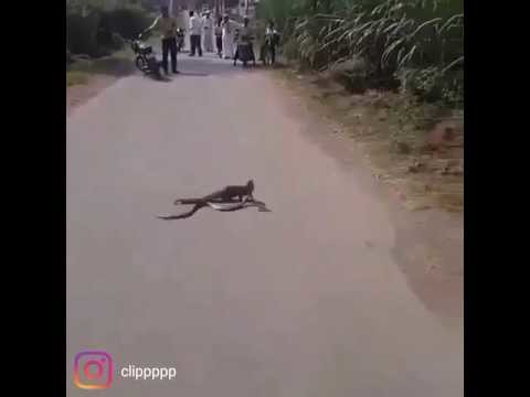 Восхищаюсь смелостью мангустов Восхищаюсь смелостью мангустов