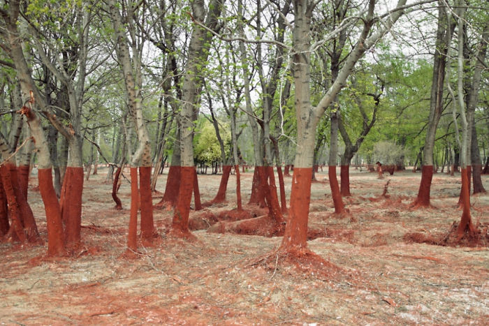 Тонкая красная линия. Это - мертвый лес в Венгрии, убитый утечкой алюминия искусство, мастерство, фото