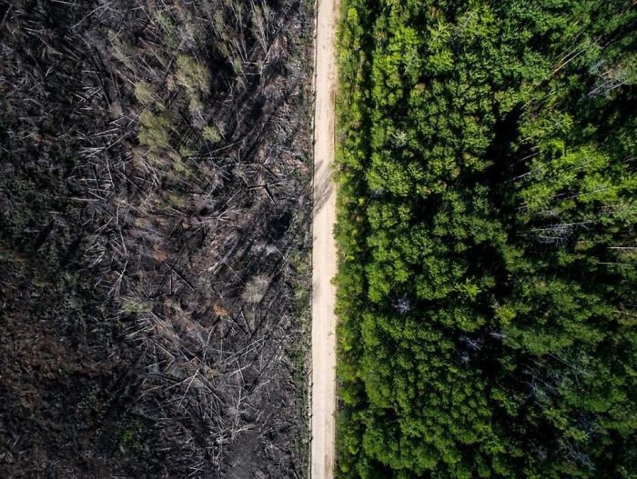 Дорога, остановившая лесной пожар искусство, мастерство, фото