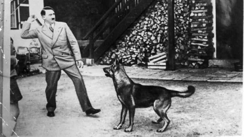 Гитлер любил свою собаку злодеи, история, неожиданно