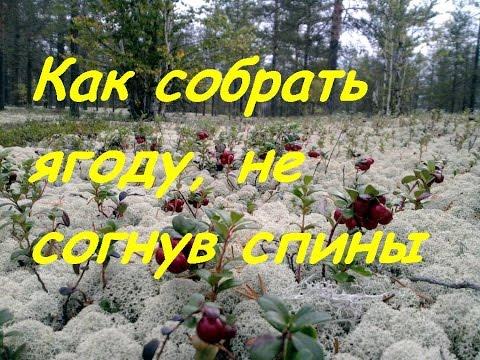 Как собрать ягоду, не сгибая спины Как собрать ягоду, не сгибая спины