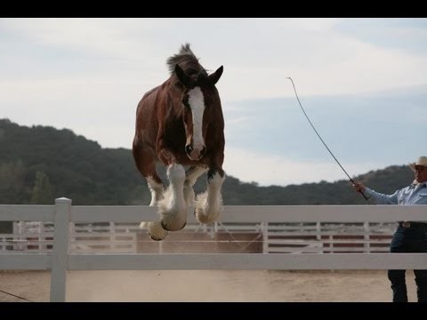Как снимают рекламу пива Budweiser? Как снимают рекламу пива Budweiser?