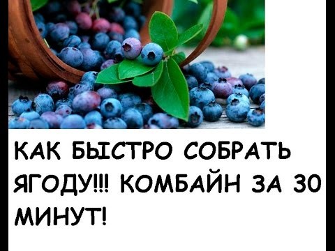DIY-Стакан-комбайн для сбора ягод своими руками DIY-Стакан-комбайн для сбора ягод своими руками