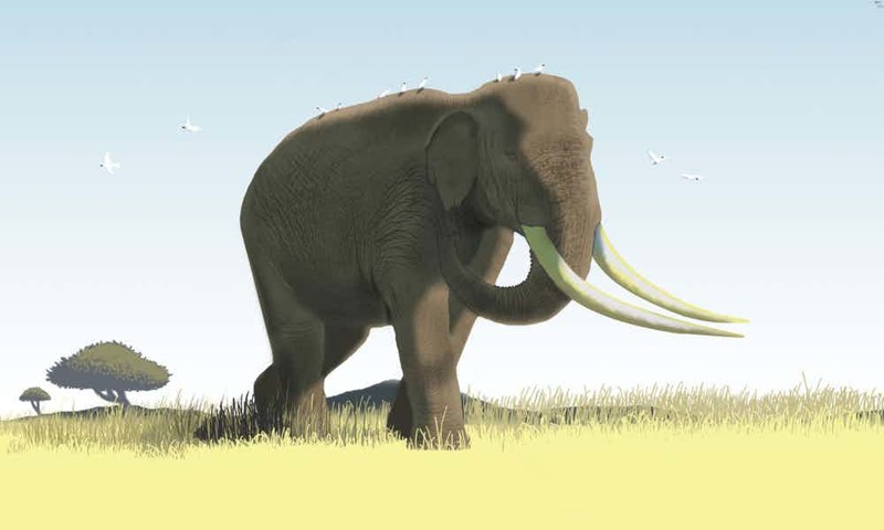6. Азиатский прямобивневый слон гигант, животные, планета