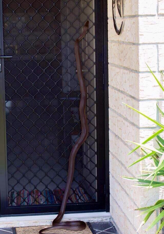 Эти незваные гости часто заползают в дома австралия, змея