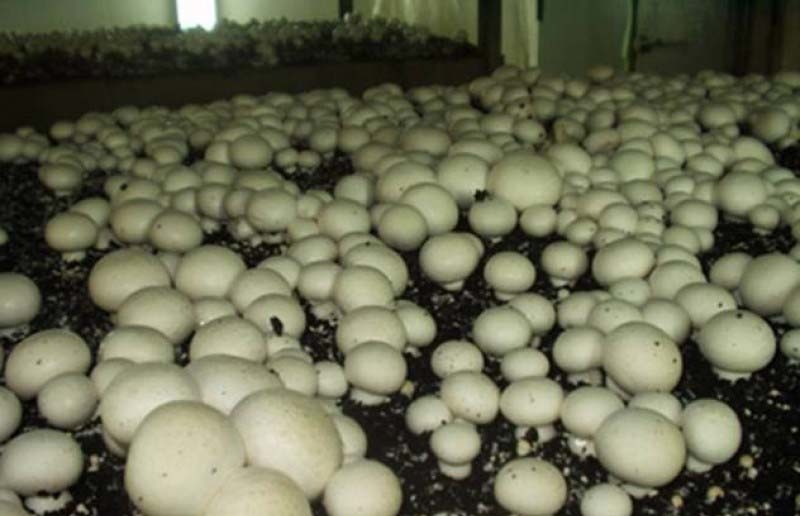 13 фактов о шампиньонах, которые вы должны знать грибы, еда, жизнь, здоровые, шампиньоны