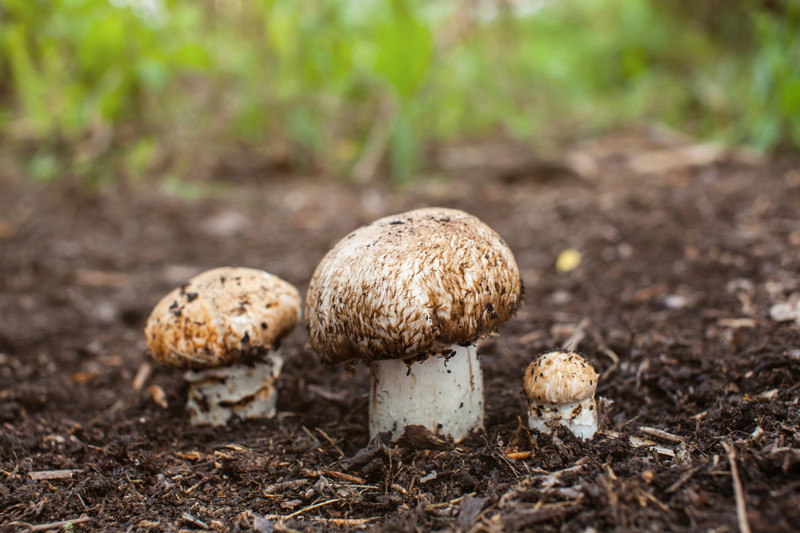 Грибная поляна грибы, еда, жизнь, здоровые, шампиньоны