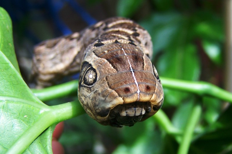Двухголовое змееподобное существо поставило многих пользователей в тупик животные, змея