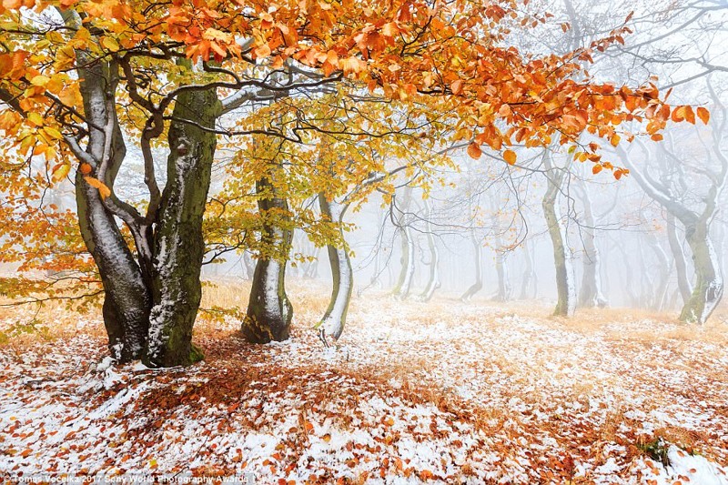 Заснеженный лес в чешских горах искусство, конкурс, красота, фото