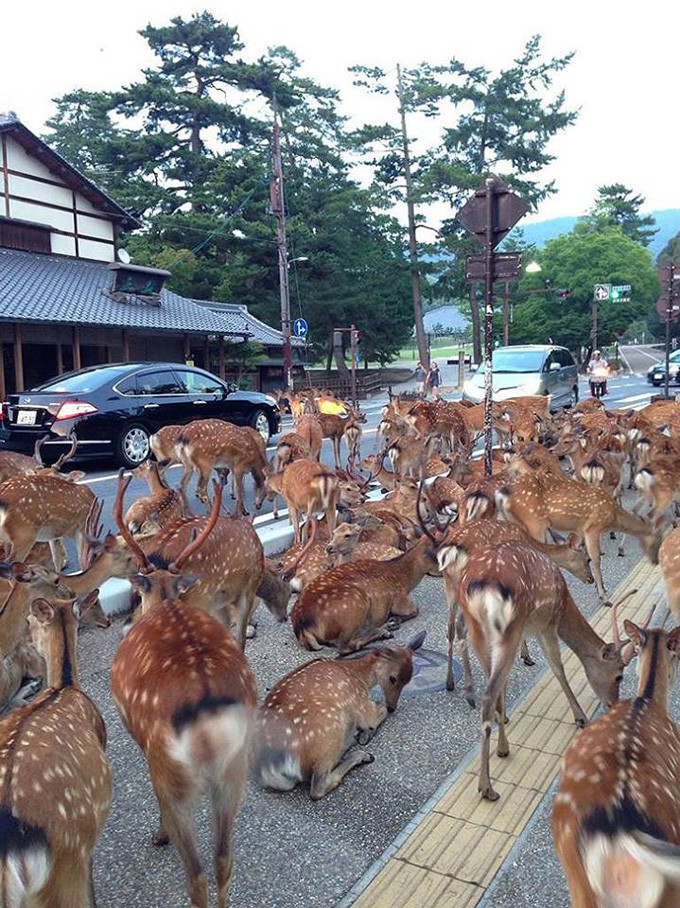 Кто живет с японцами животные, япония