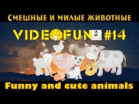 Братья наши меньшие Братья наши меньшие