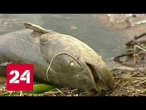 Что случилось в Химках? Что случилось в Химках?