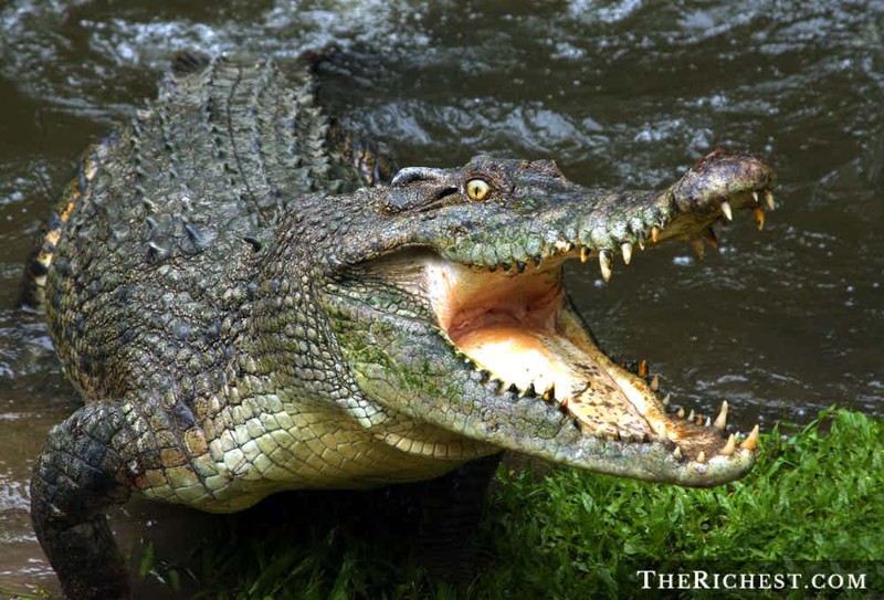 Крокодил, уронивший самолет глупая смерть, слабоумие и отвага, странные люди