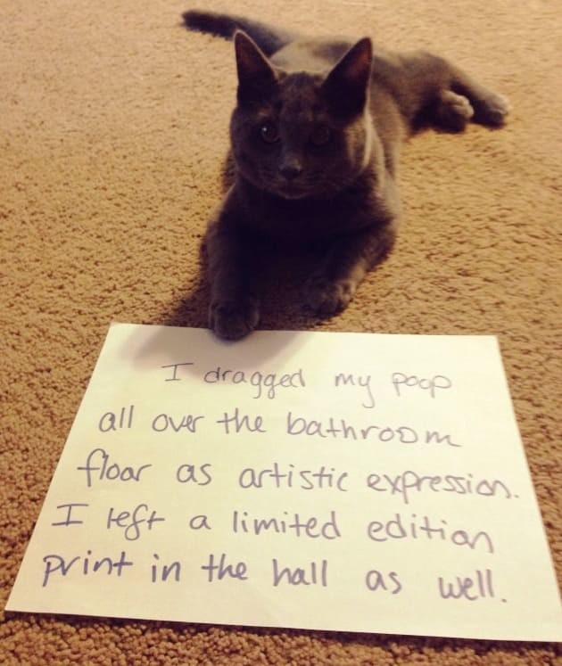 Я протащил свое дерьмо по всему полу в ванной комнате в попытке художественного самовыражения. В коридоре я также оставил отпечаток - редкий принт, лимитированная серия котофото, кошки, смешные фото котов, стыдно
