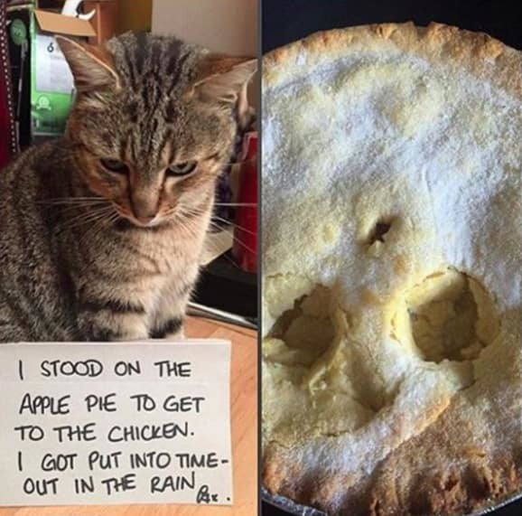 Я встал на яблочный пирог, чтобы дотянуться до курицы... котофото, кошки, смешные фото котов, стыдно