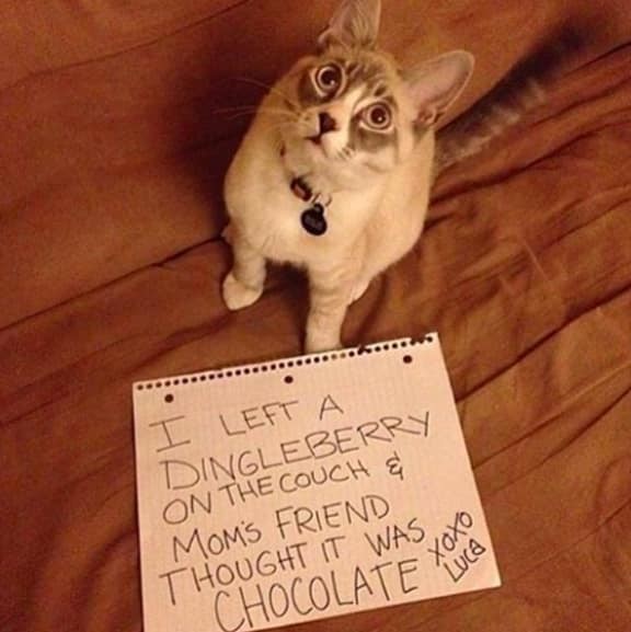 Я оставил на диване какашку, а мамин друг подумал, что это шоколад котофото, кошки, смешные фото котов, стыдно