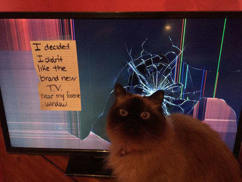 Я решил, что мне не нравится новый телевизор, который поставили рядом с моим любимым подоконником котофото, кошки, смешные фото котов, стыдно