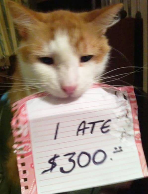 Я съел 300 баксов котофото, кошки, смешные фото котов, стыдно