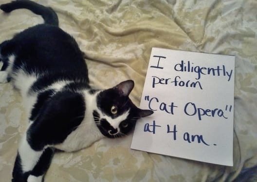 Я старательно исполняю "Кошачью оперу" в 4 часа утра котофото, кошки, смешные фото котов, стыдно